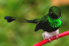 Booted Racket-tail © John Muddeman